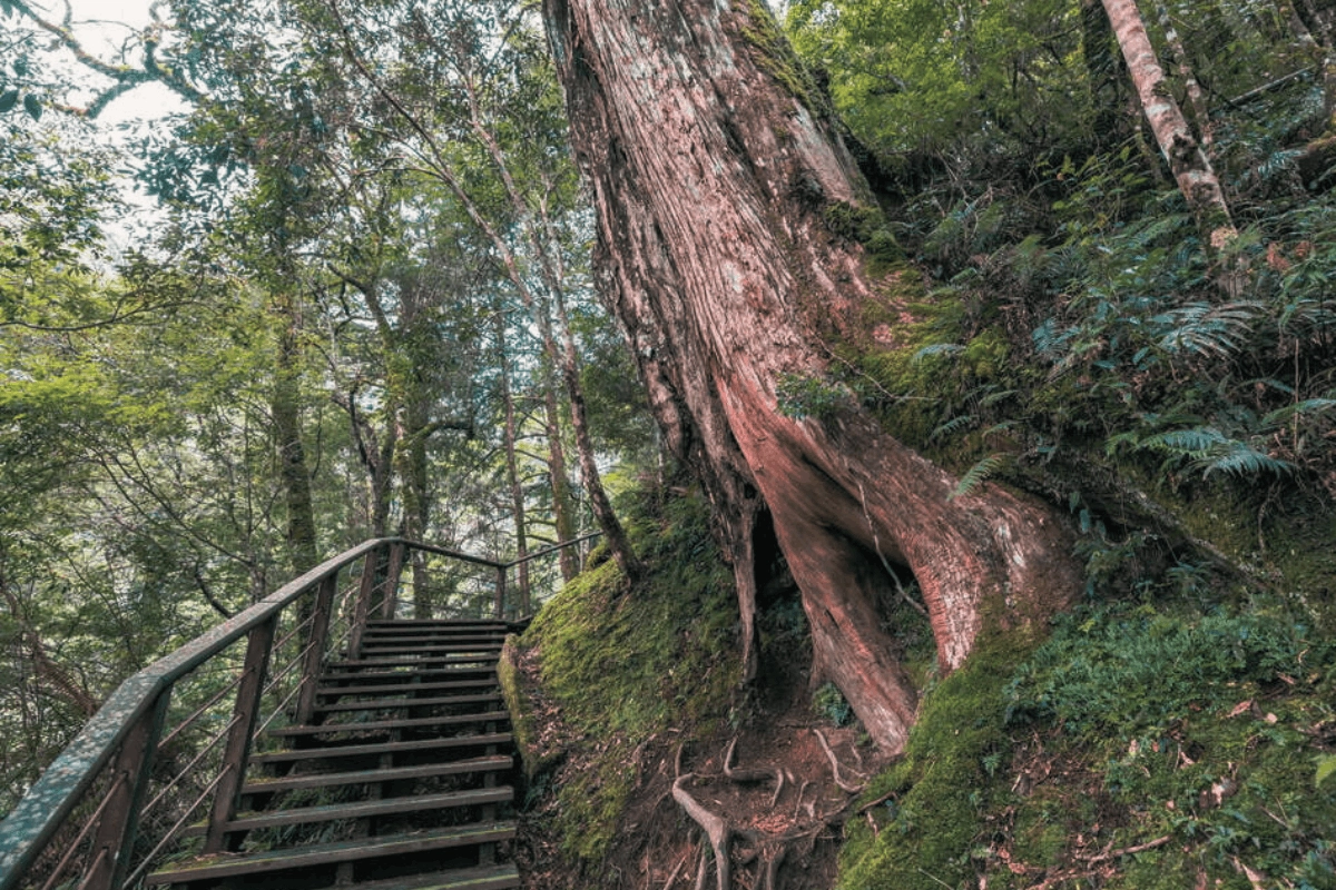 Lalashan National Forest
