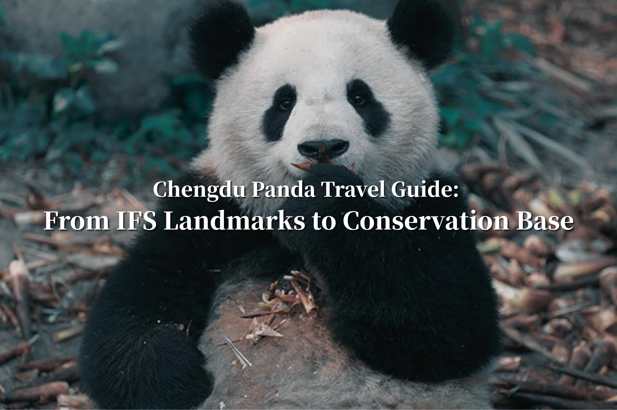 Chengdu Panda Travel Guide