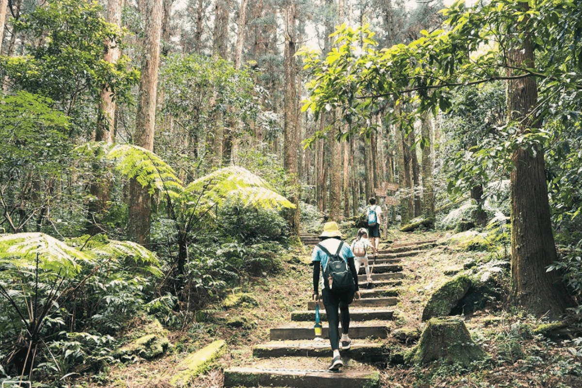 Dongyanshan National Forest