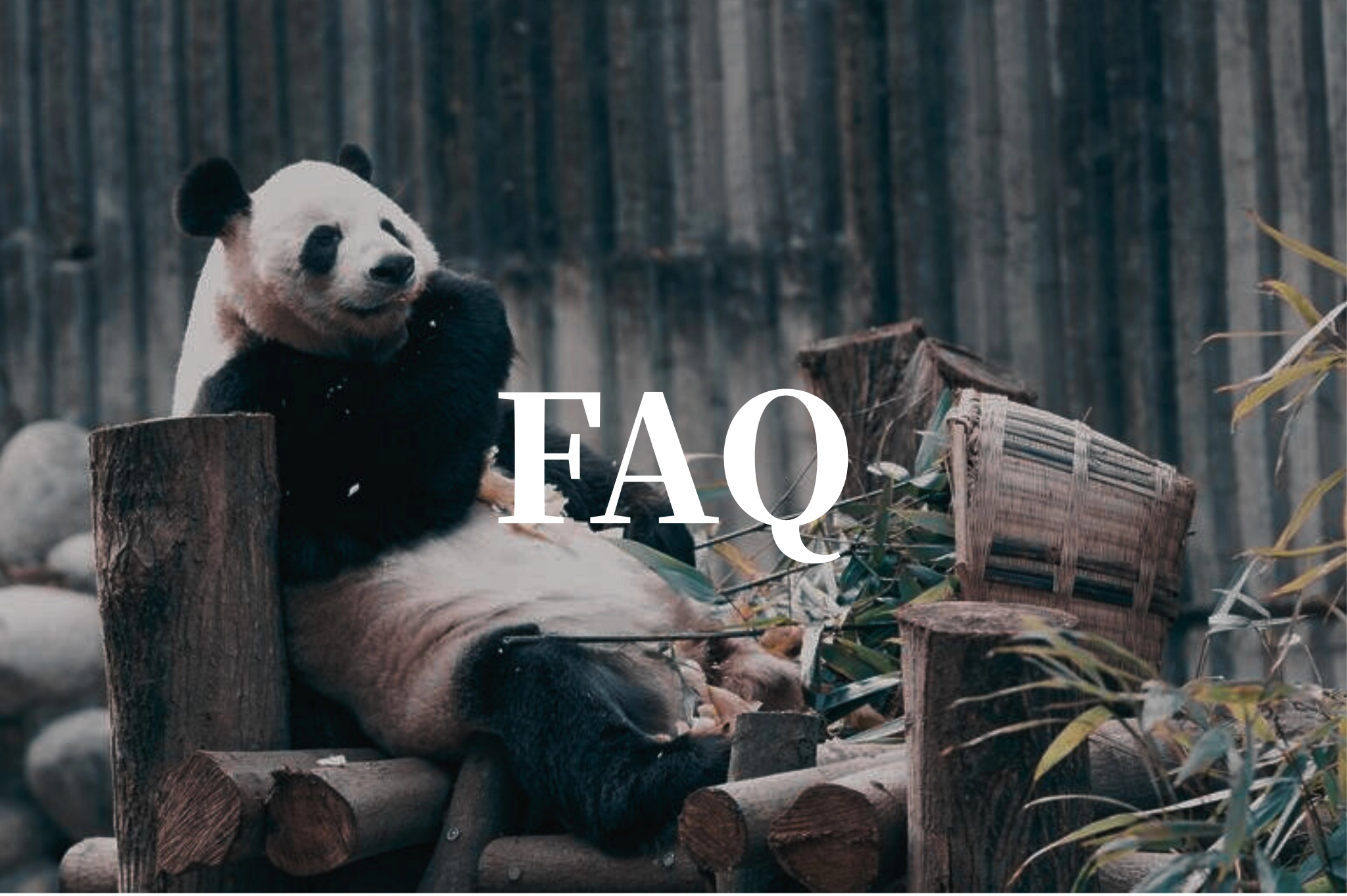 Giant Panda Research Base, Chengdu travel 2026