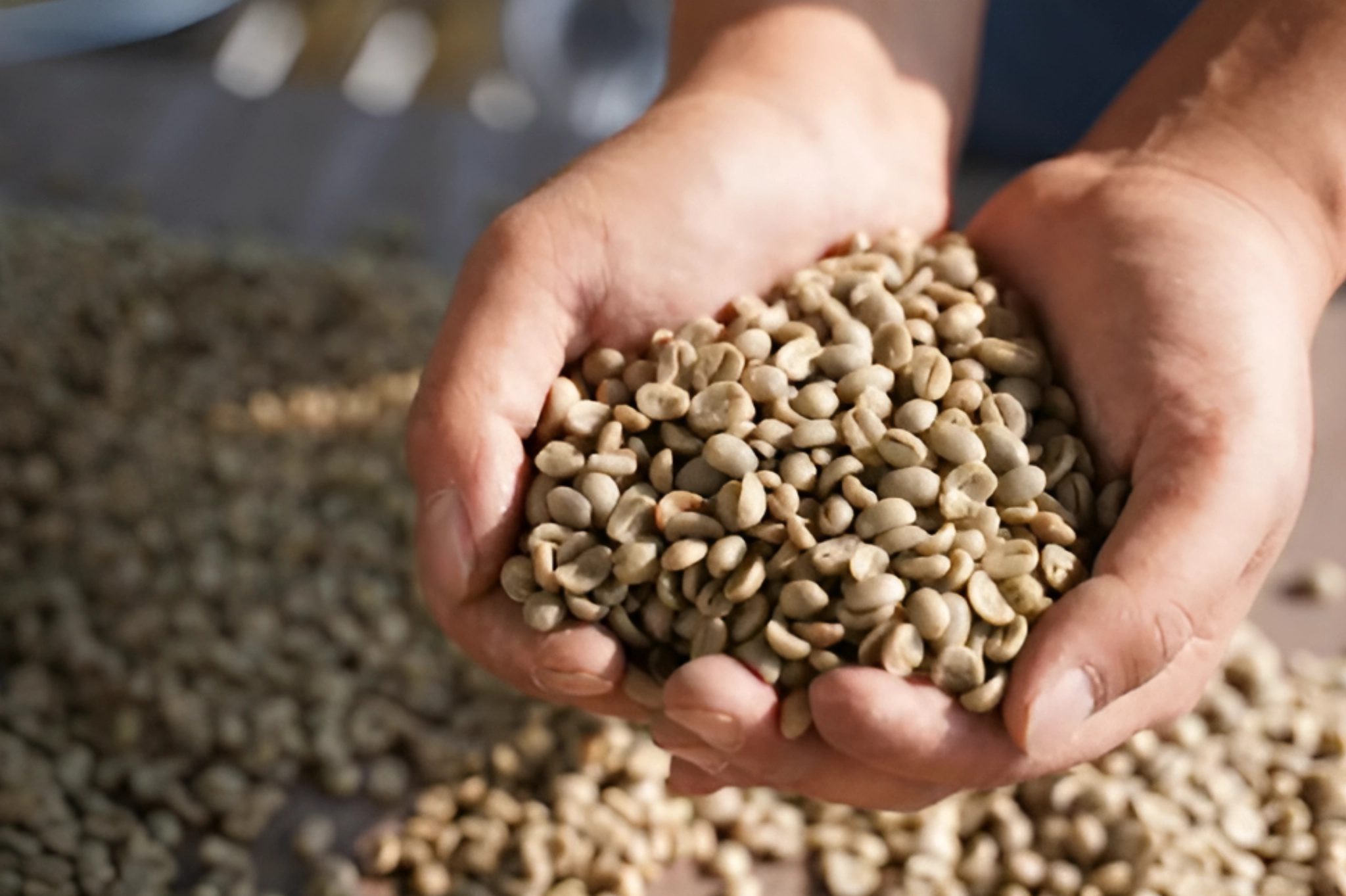 arabica beans