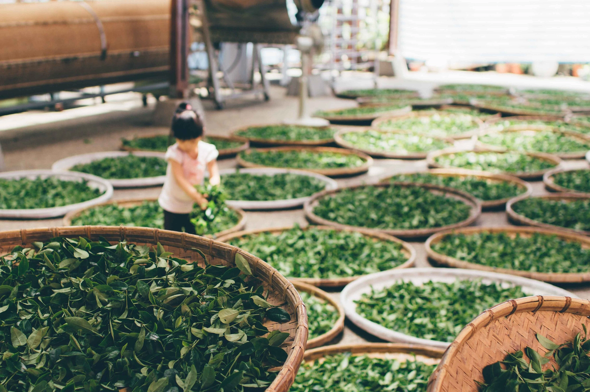 taiwan tea