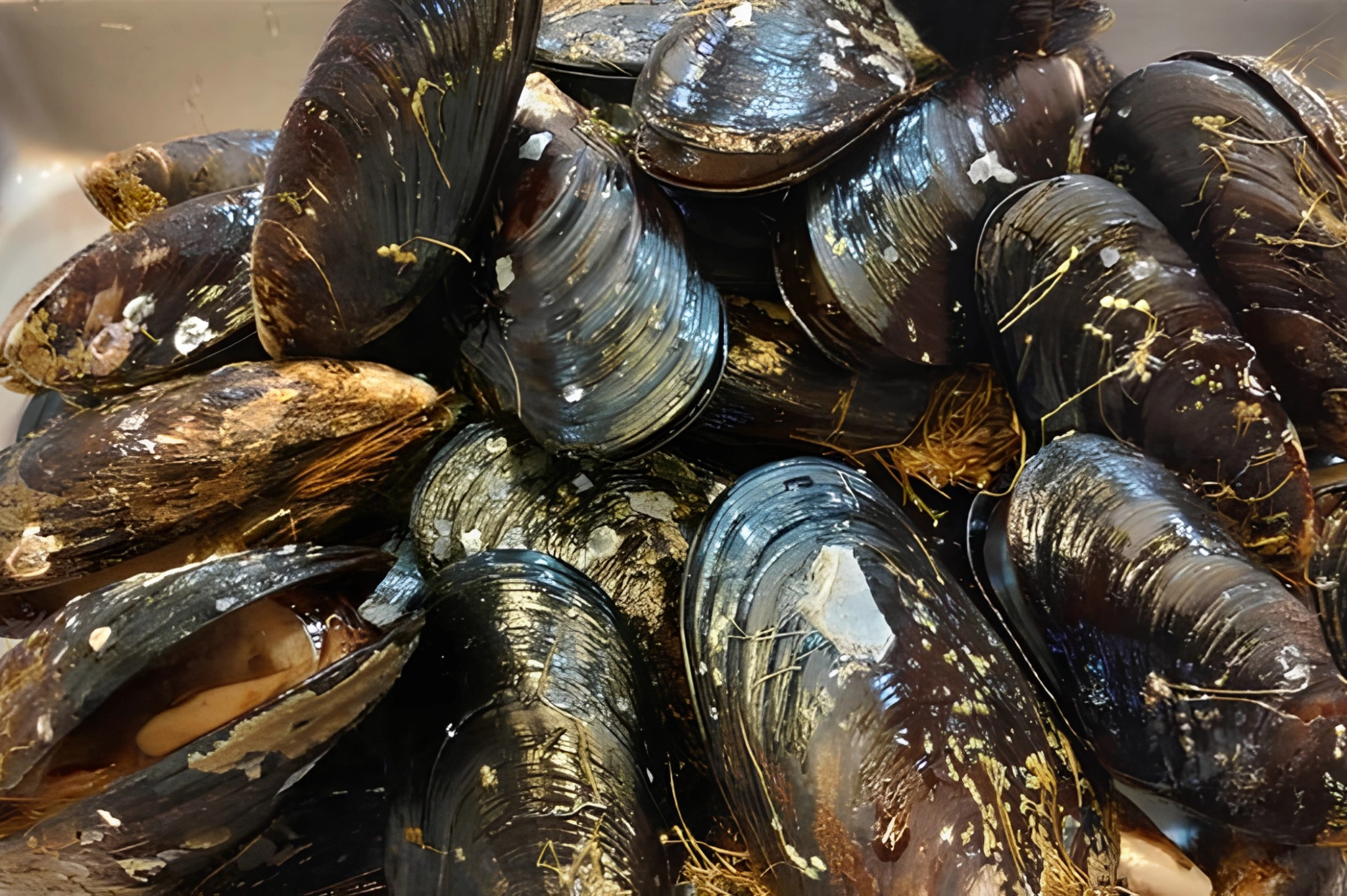 mussels