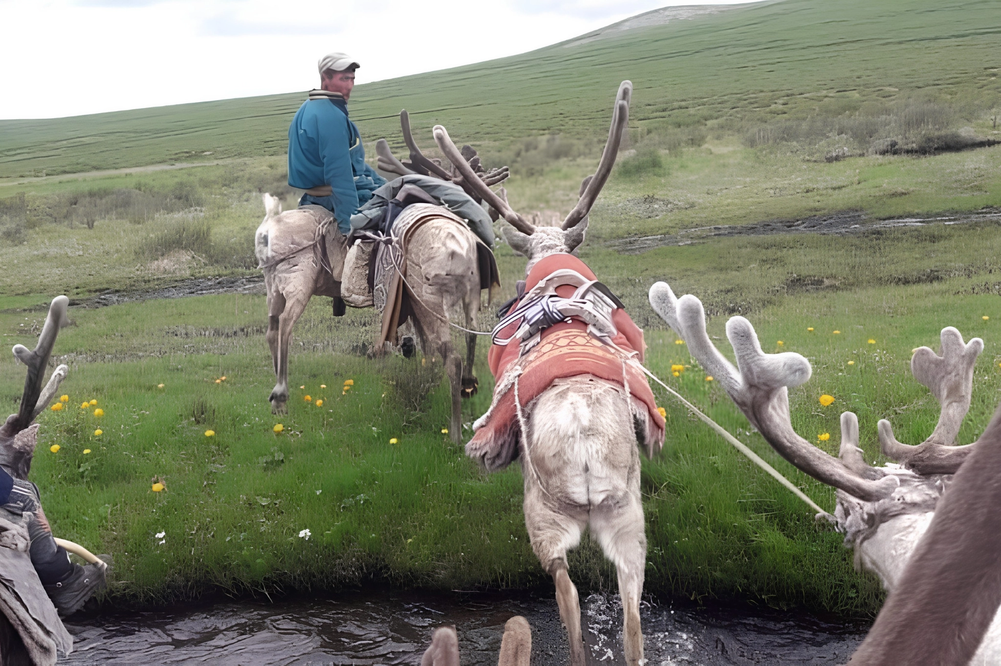 Dawn Ridge Ride & Reindeer Care