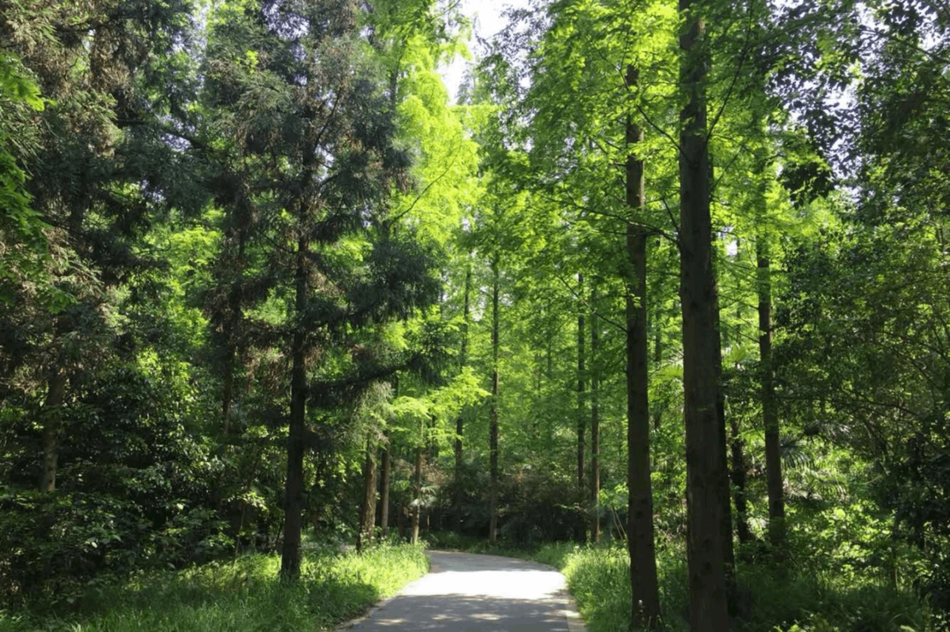 National Forest Park, gansu, tulugou, green valley