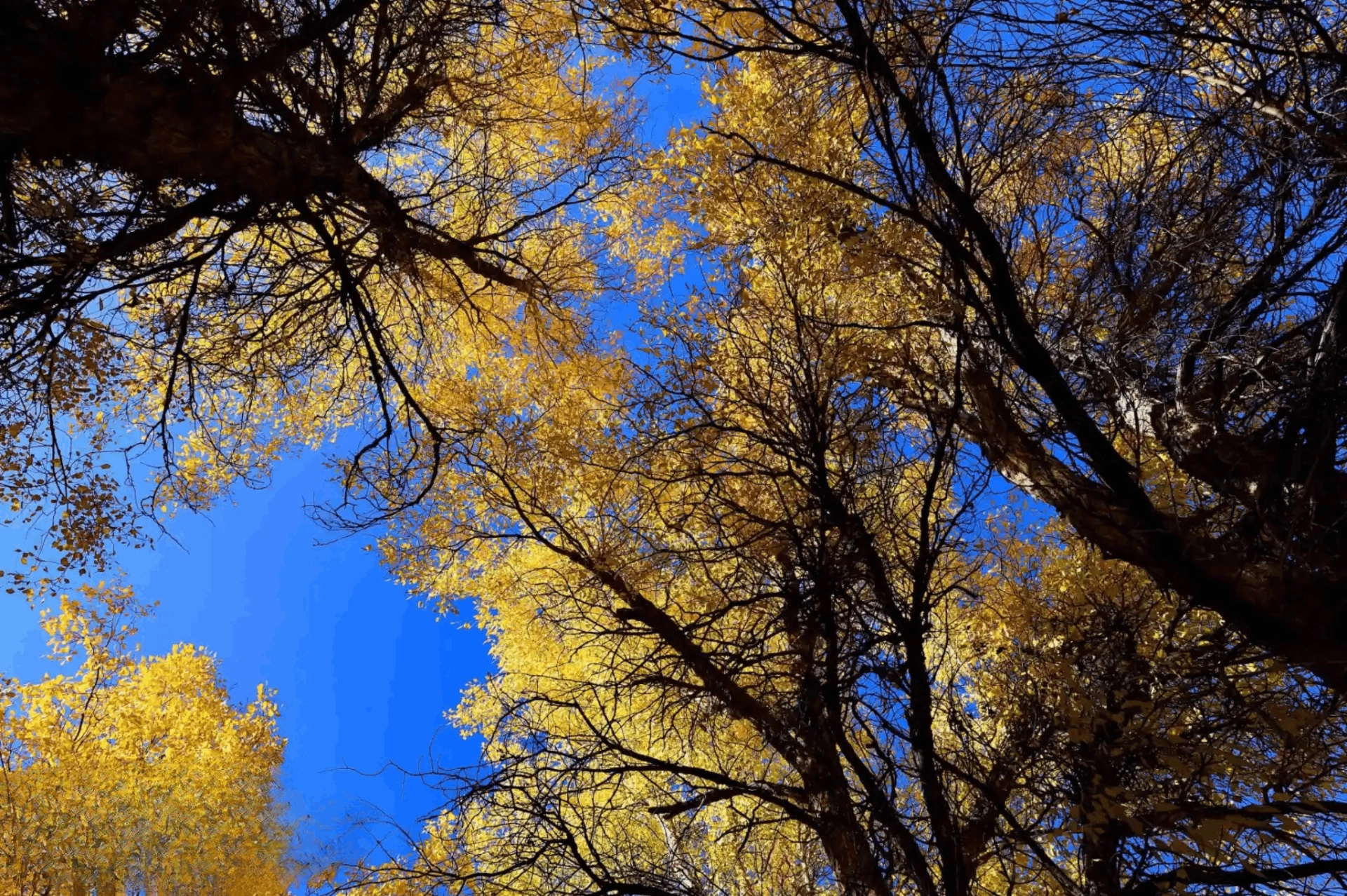 gansu, jiuquan, chaohu forest farm, jinta