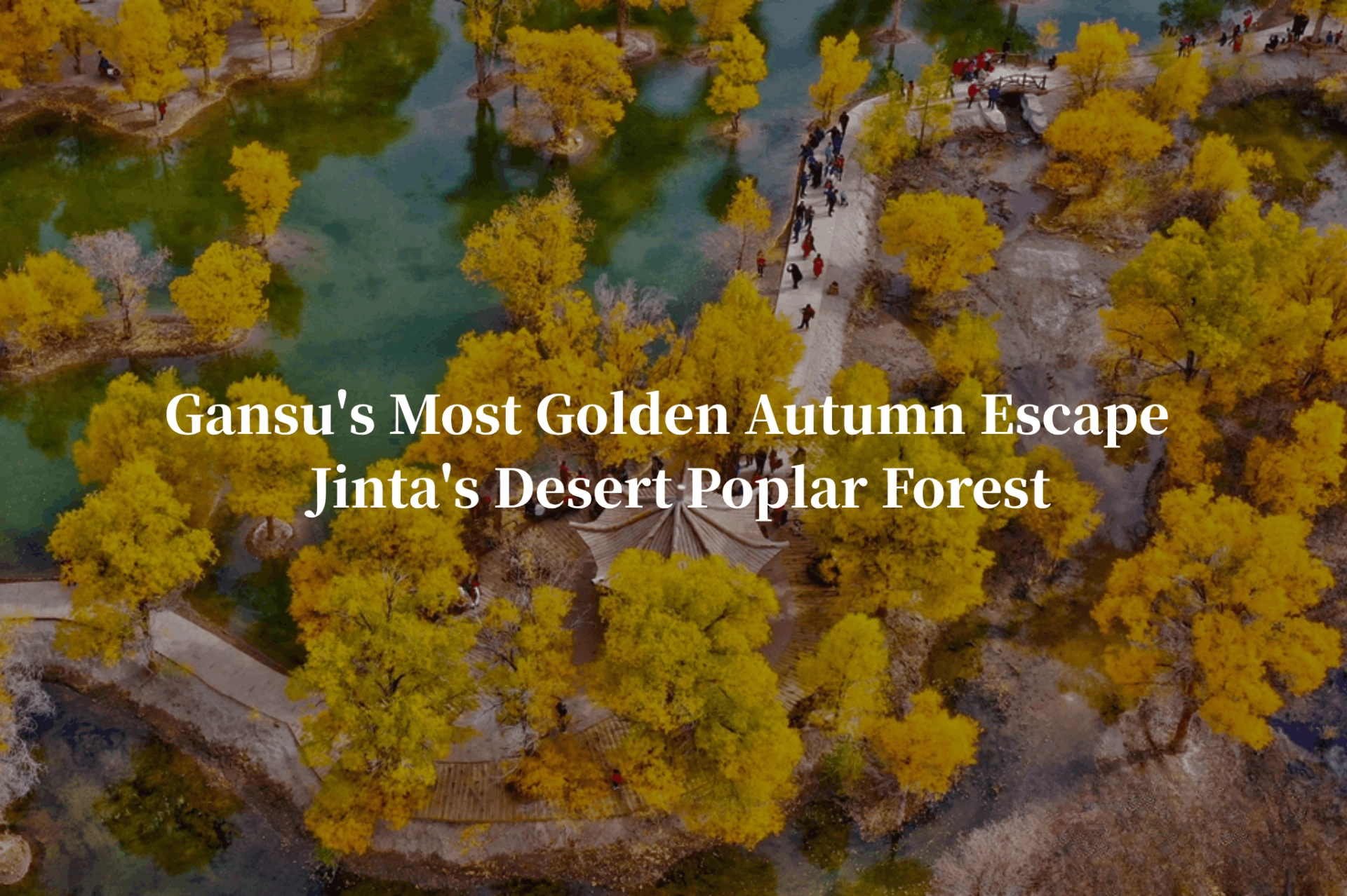 Gansu's Most Golden Autumn Escape | Jinta's Desert Poplar Forest