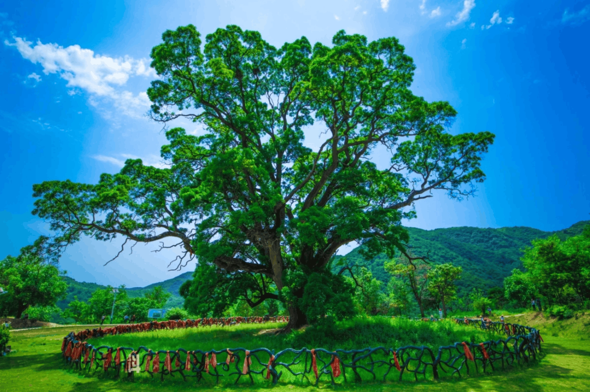 gansu, chongxin, guanhe, chinese scholar tree