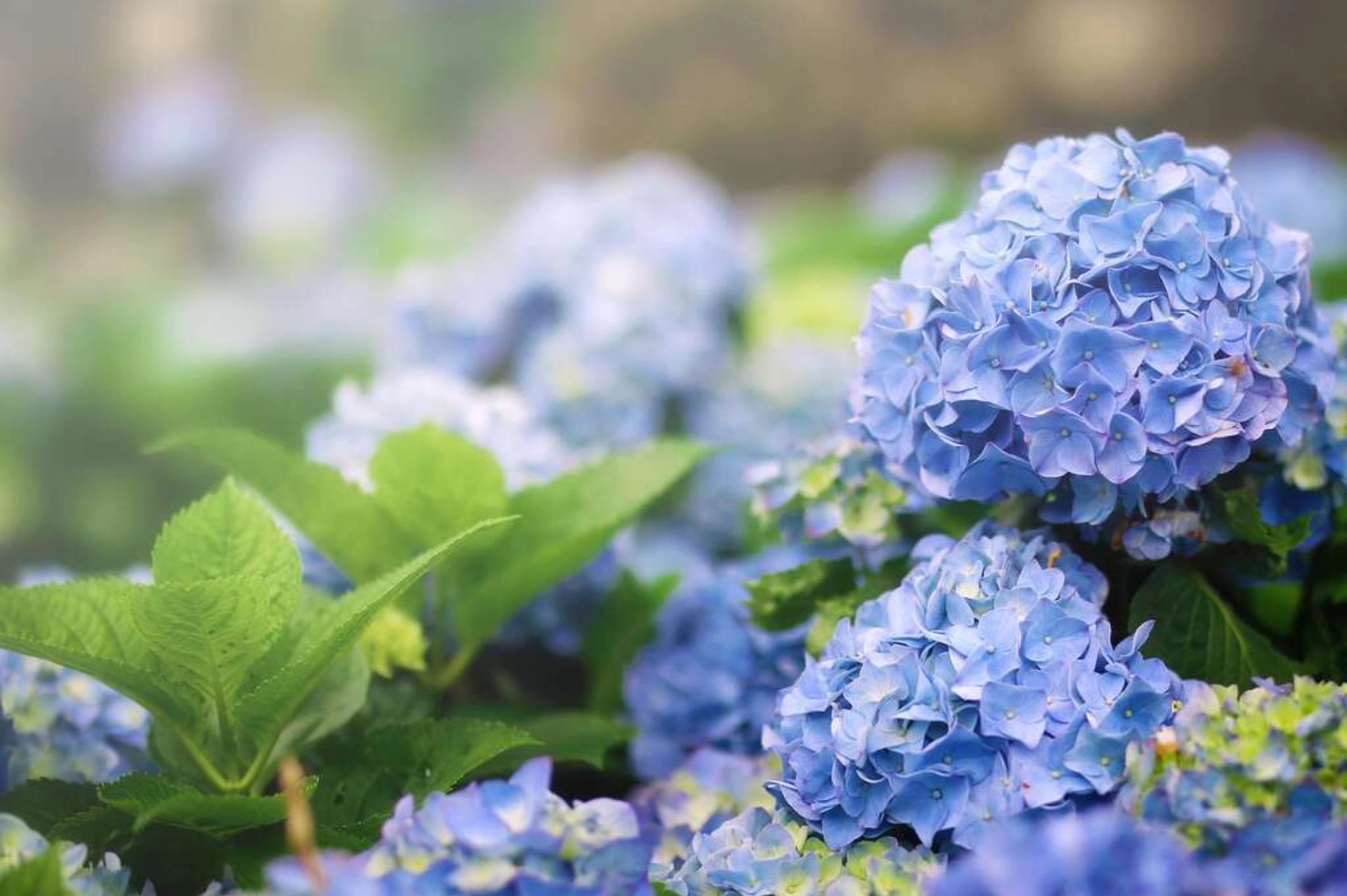 Hydrangeas