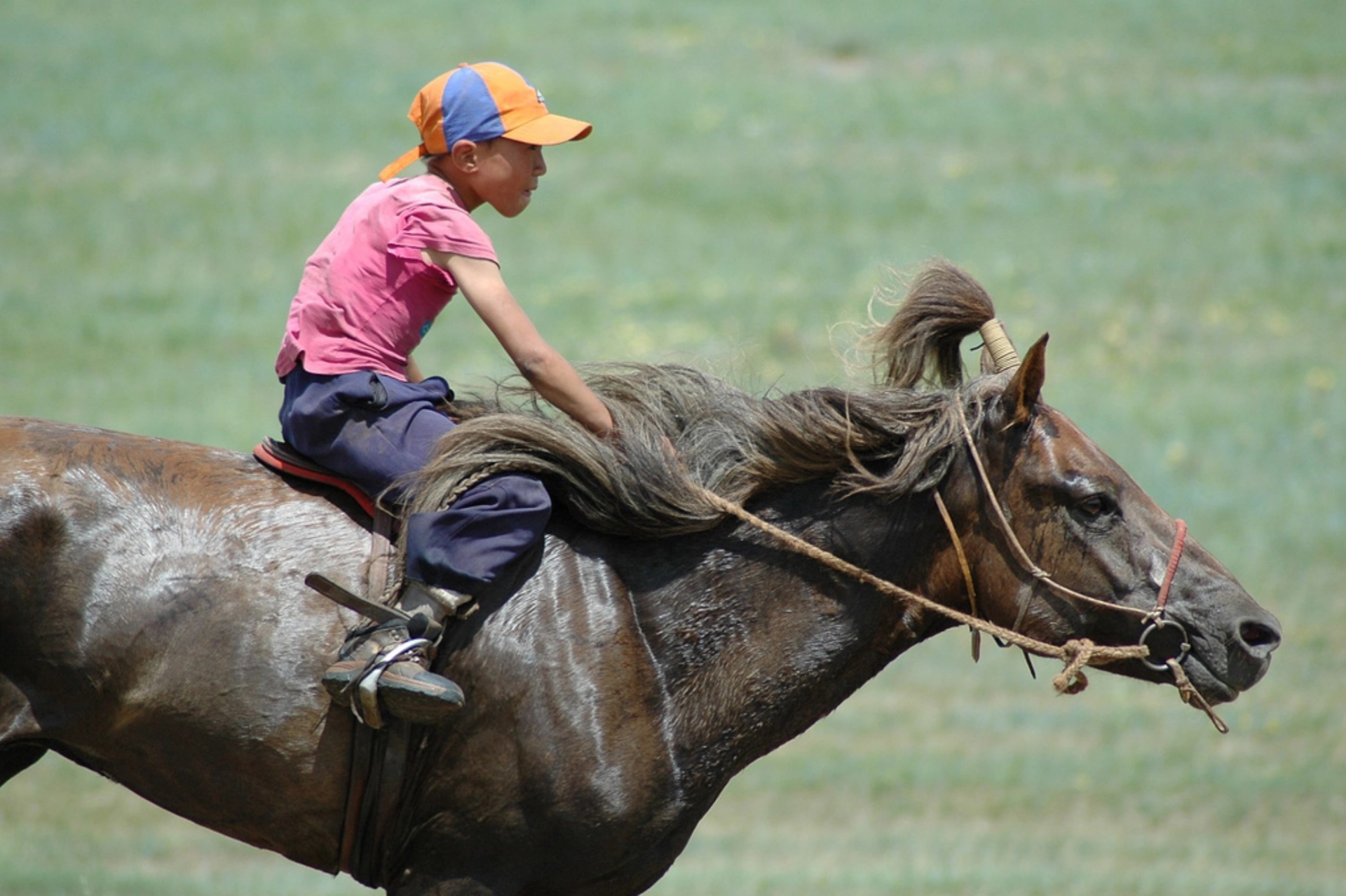 mongolian horse, mongolia