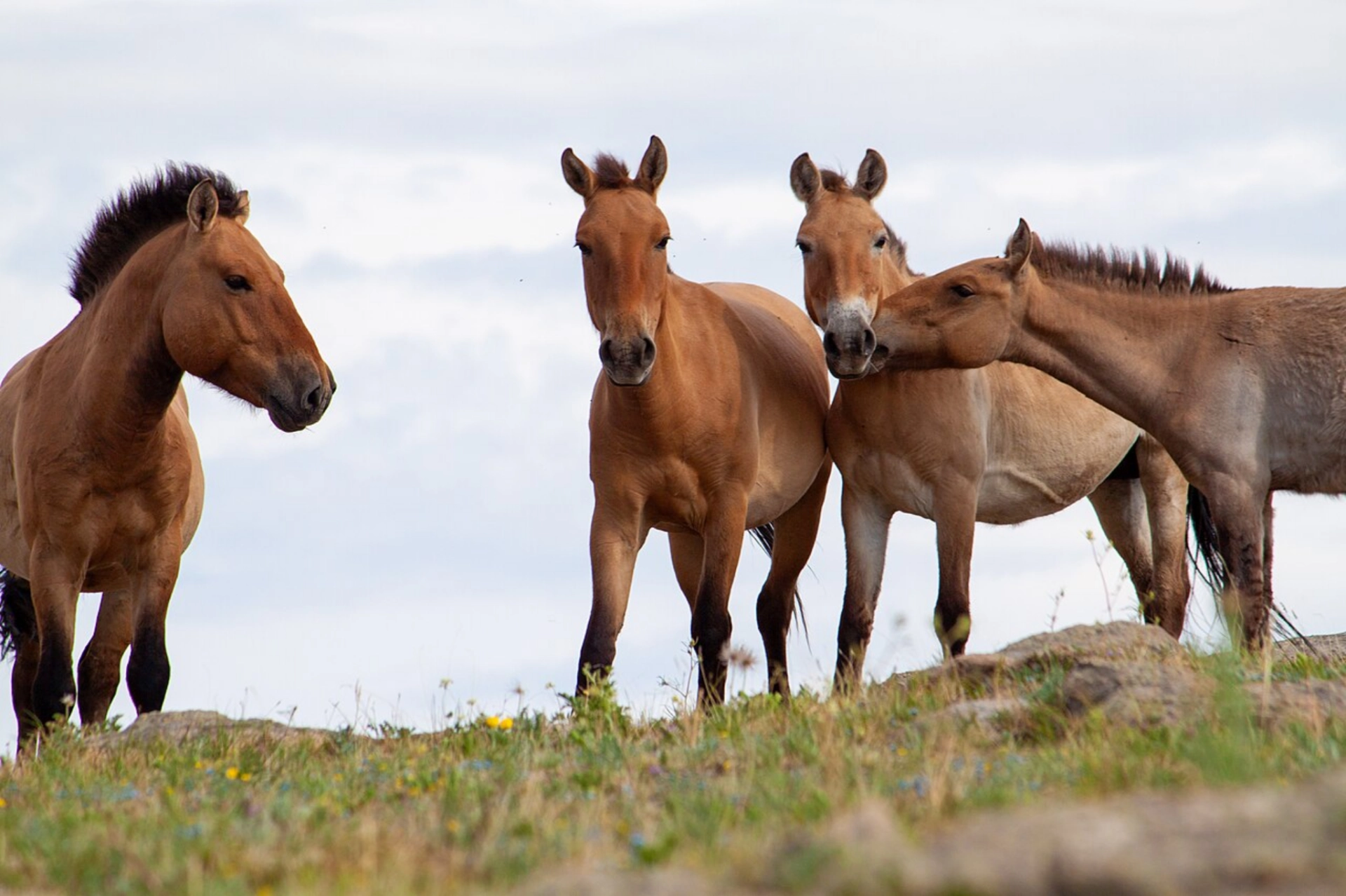 mongolian horse, takhi