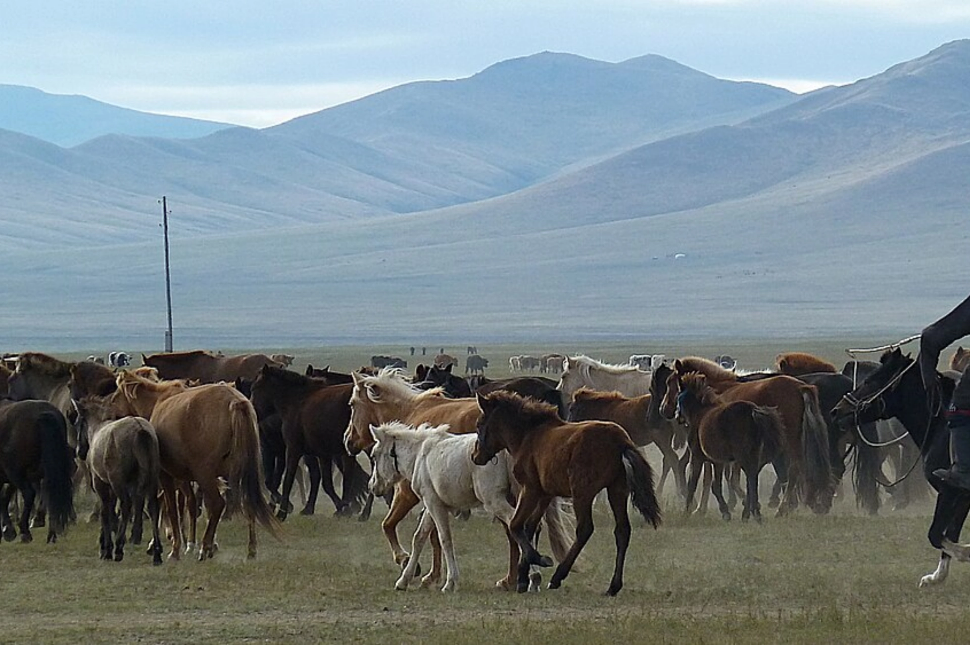 Hustai National Park, mongolia