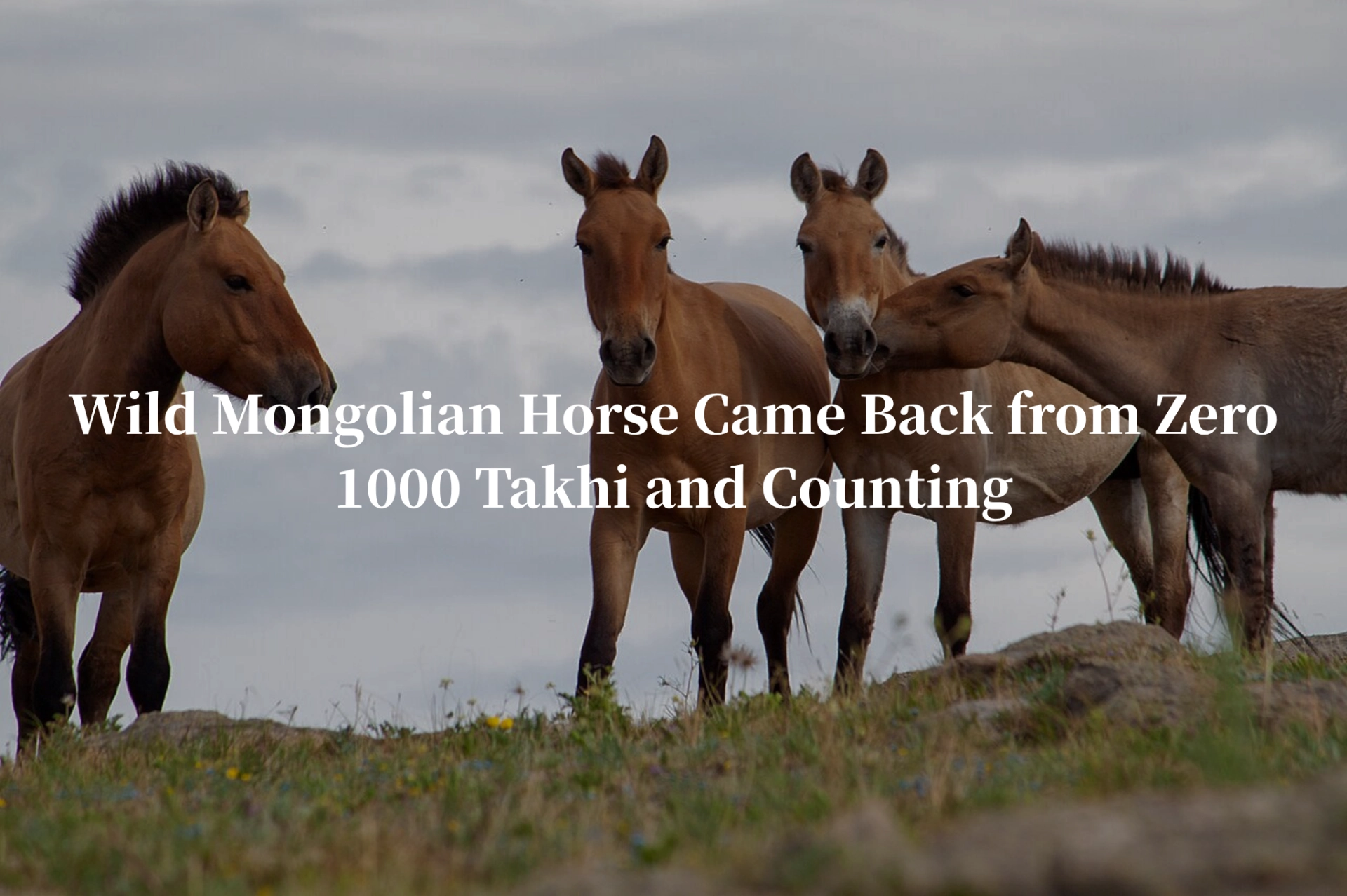 Wild Mongolian Horse Came Back from Zero | 1000 Takhi and Counting