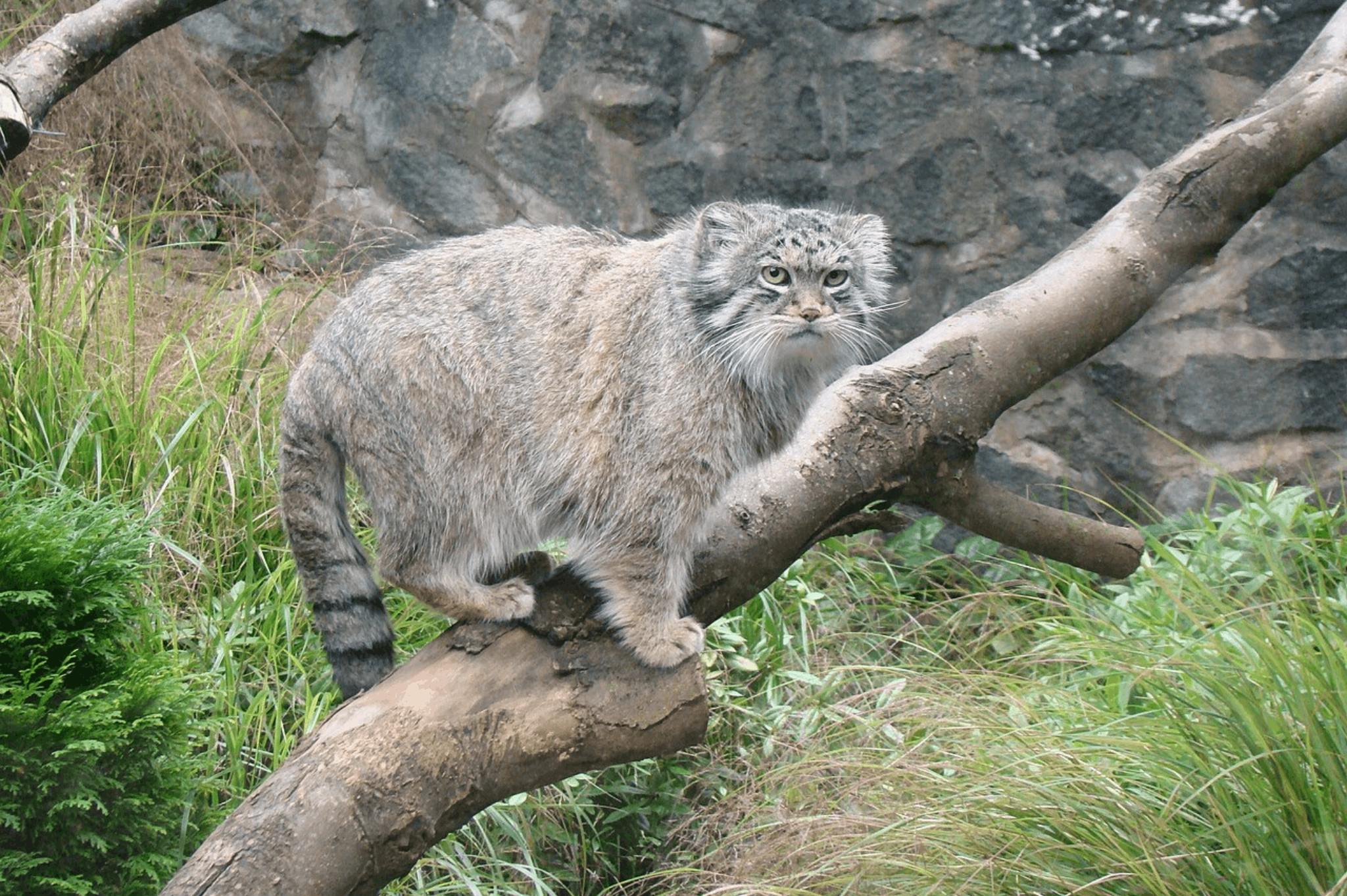 mongolia, manul, pallas cat, grumpy cat