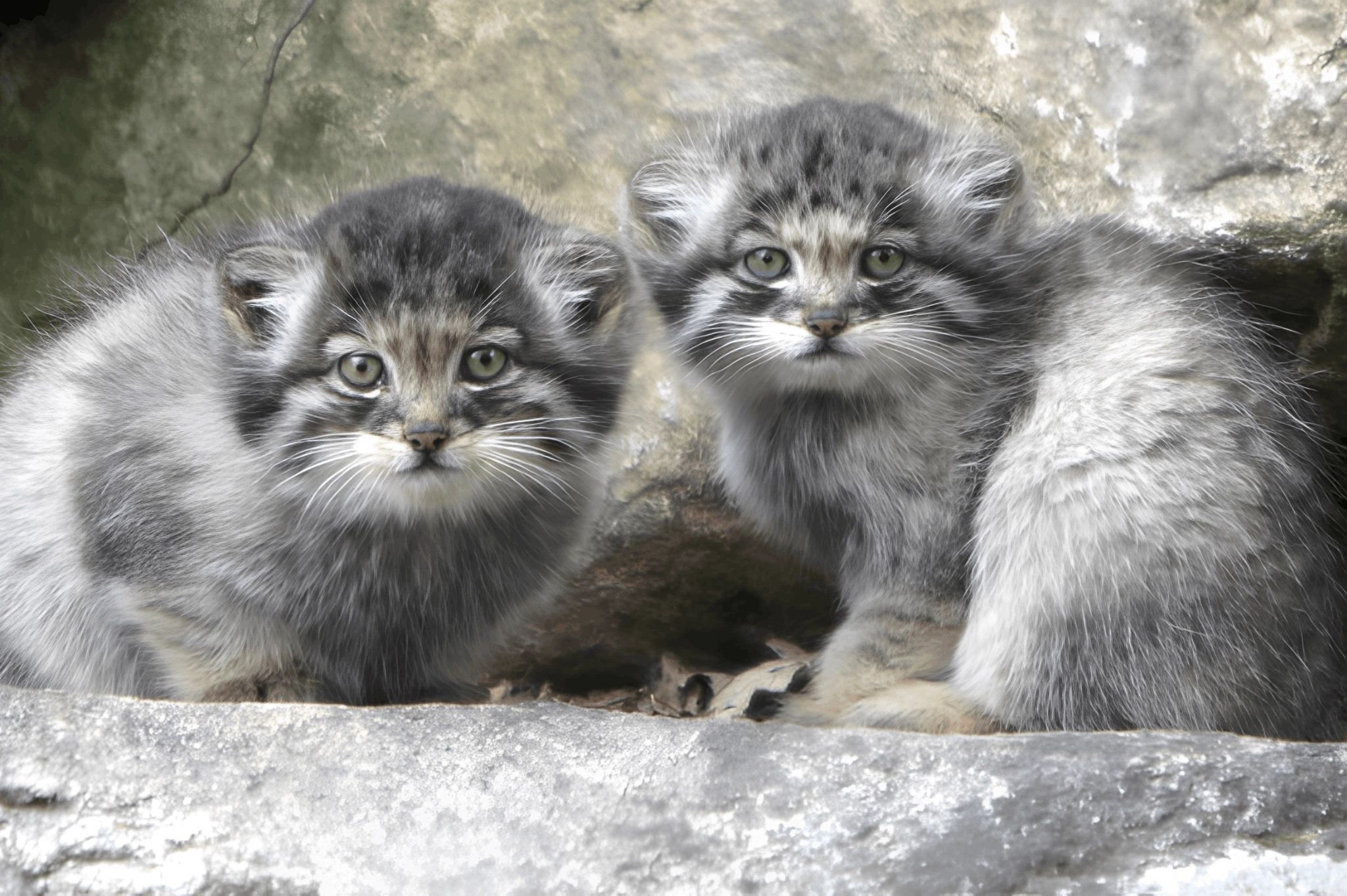 mongolia, manul, pallas cat, grumpy cat