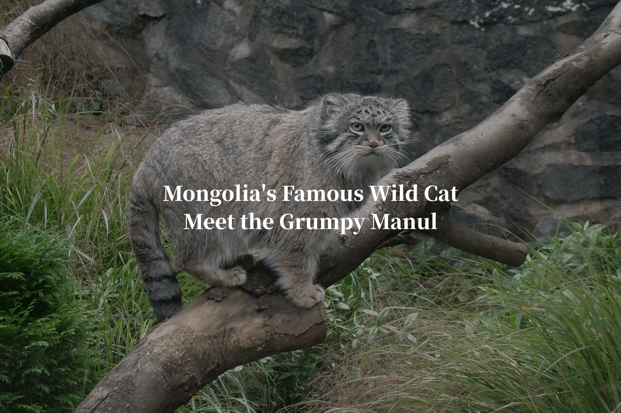 蒙古小團 (21) (1)mongolia, manul, pallas cat, grumpy cat