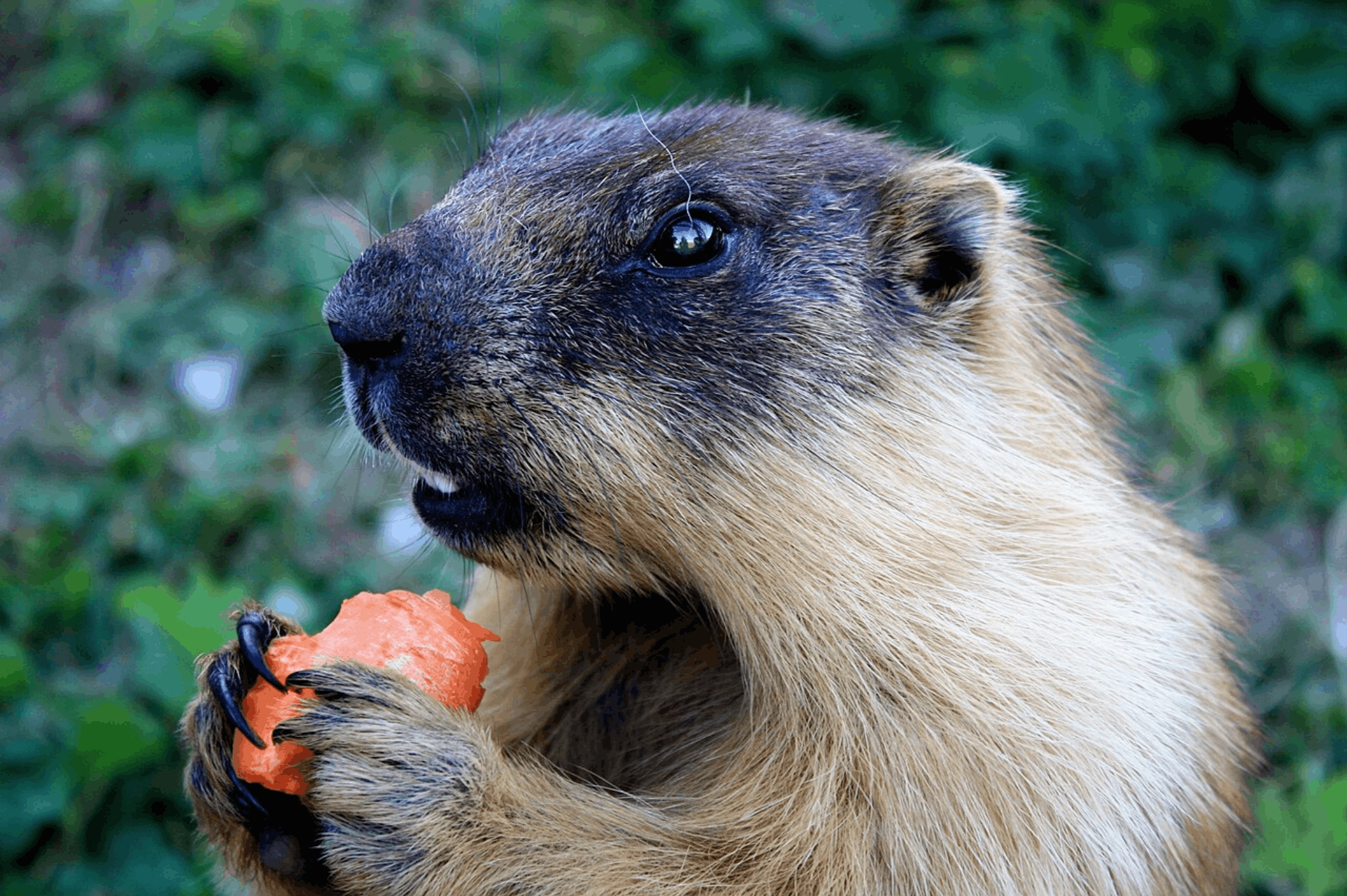 marmot, mongolia, marmot mongolia, tarbagan marmot, tarbagan
