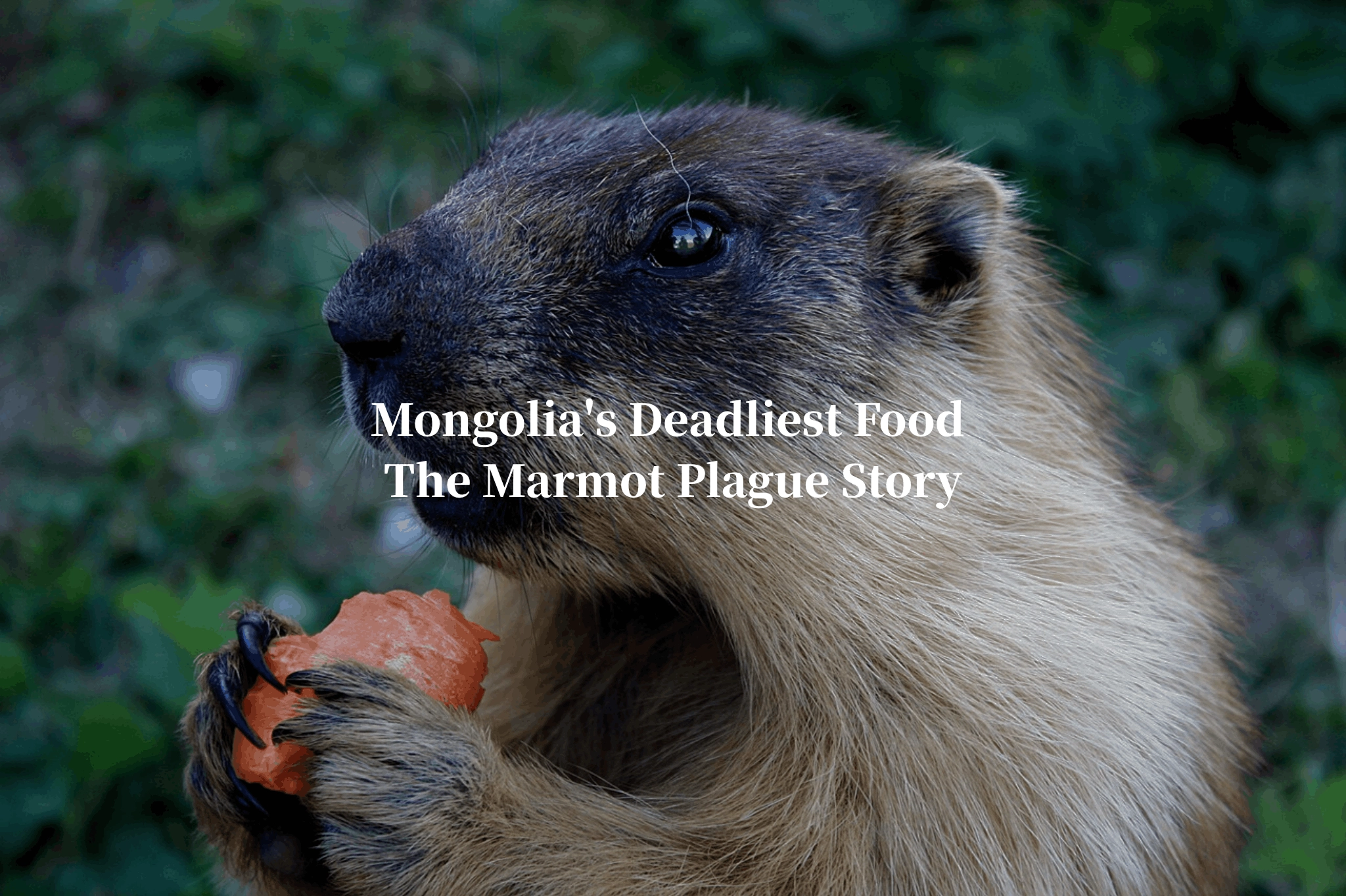 marmot, mongolia, marmot mongolia, tarbagan marmot, tarbagan, boodog, manchurian plague