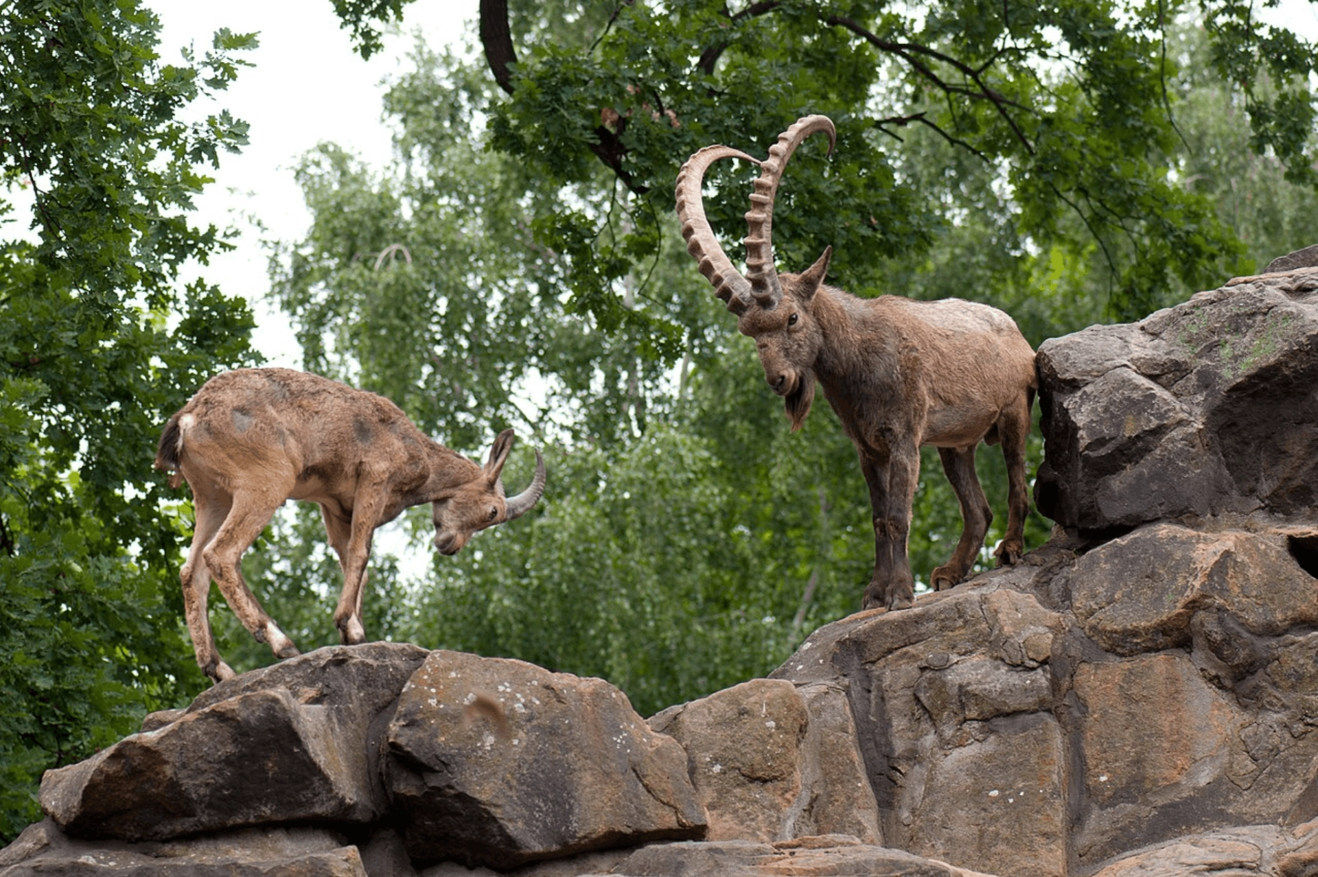 Siberian ibex, mongolia