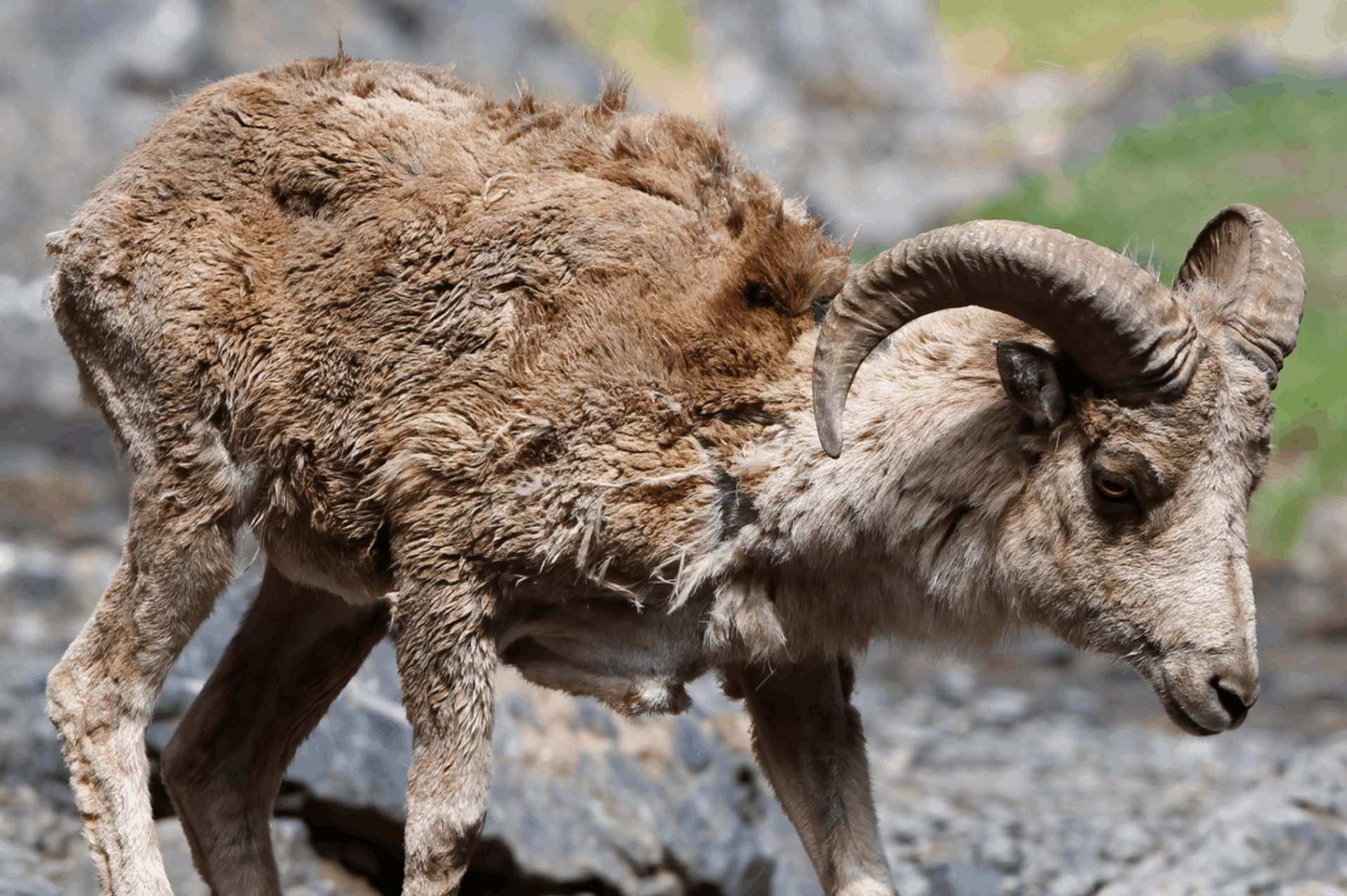 Argali sheep, mongolia