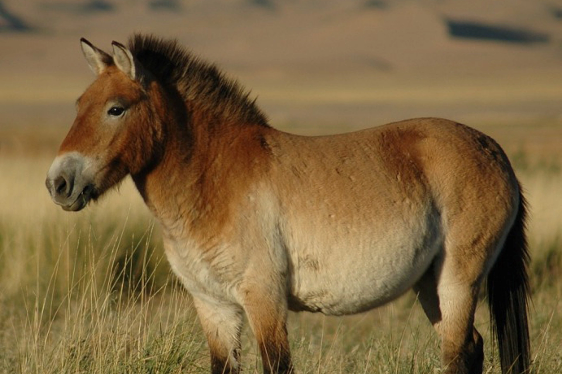 Przewalski's horse, takhi, mongolia