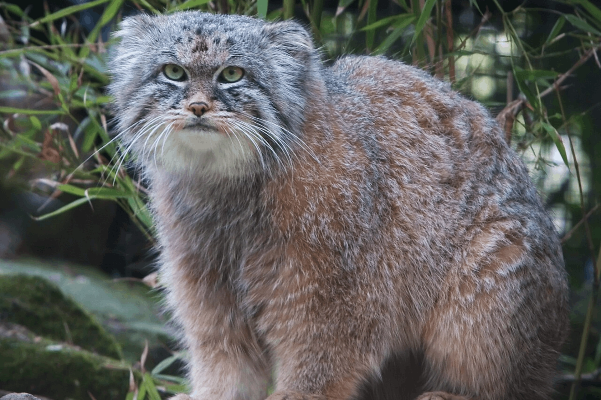 Pallas's cat, mongolia
