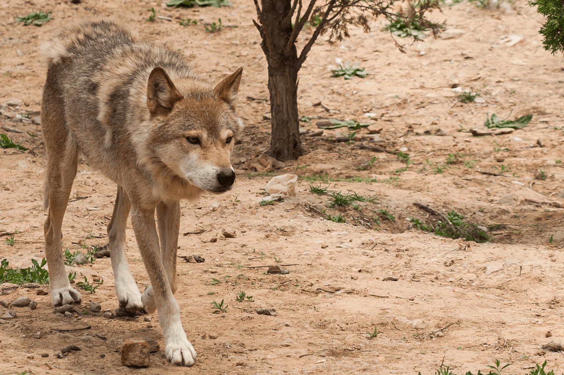 Grey wolf, mongolia