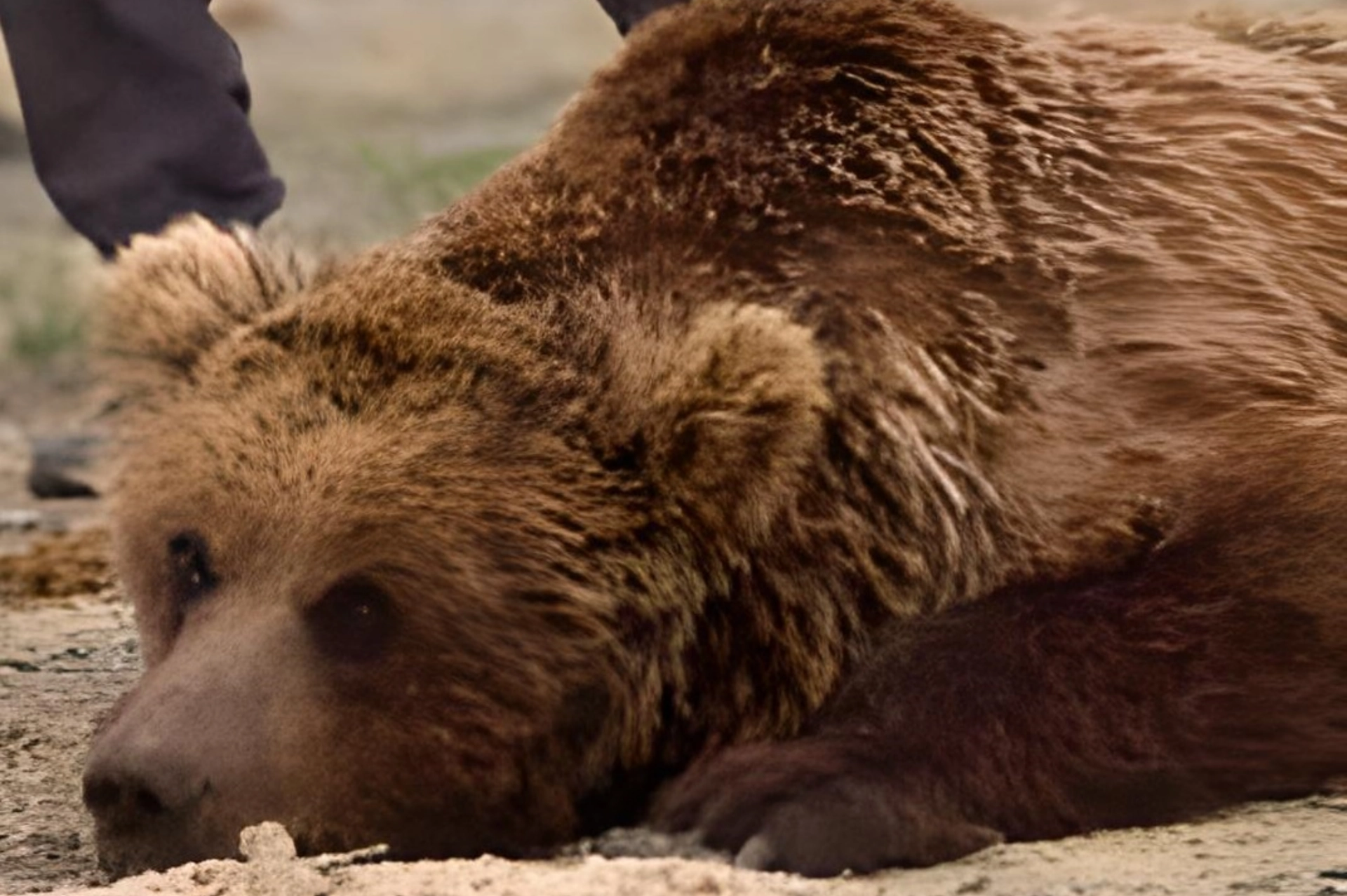 Gobi bear, mongolia