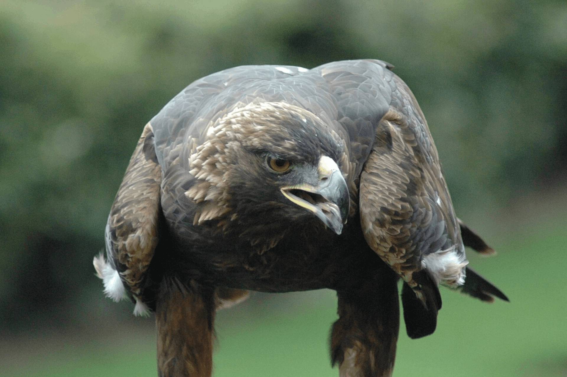 Golden eagles, Mongolia